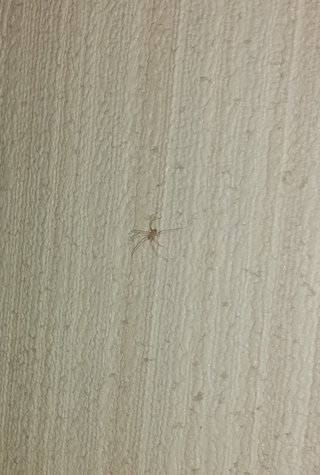 この小さい 4ミリ5ミリ クモは何のクモでしょうか コイツも益虫ってやつ Yahoo 知恵袋