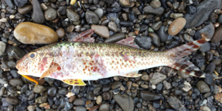 これは何て魚でしょうか アゴにオレンジのひげがあります 食べられる魚 Yahoo 知恵袋