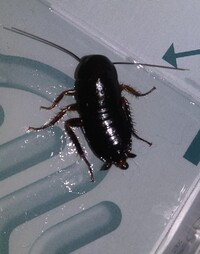 この虫はゴキブリですか それとも別の種類ですか 教えて 住まいの先生 Yahoo 不動産