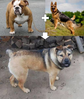 なぜ犬は 他の大きさも容姿も違う犬種を同族だと認識できるんでしょ Yahoo 知恵袋