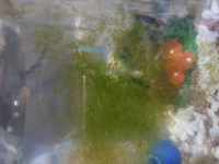 メダカの飼育 エサの食べ残しが水草に付着してしまいます メダ Yahoo 知恵袋