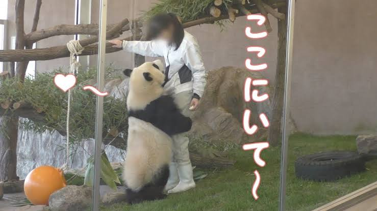 大人のパンダの檻に入ったら殺されますか パンダはクマ 猛獣ですが クマの中 Yahoo 知恵袋