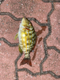 この魚 なんですか 昨日 石垣島で釣りました Yahoo 知恵袋