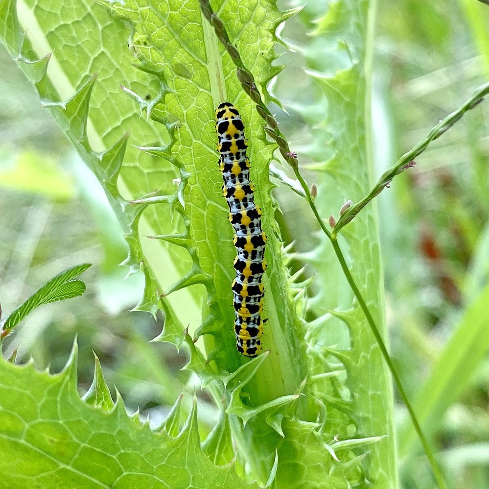 このカラフルな幼虫の成虫は何ですか ホソバセダカモクメです Yahoo 知恵袋