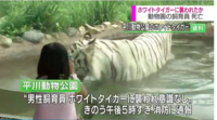 虎や熊の檻に入ると殺される理由は 飼われている以上 常に腹が減っ Yahoo 知恵袋