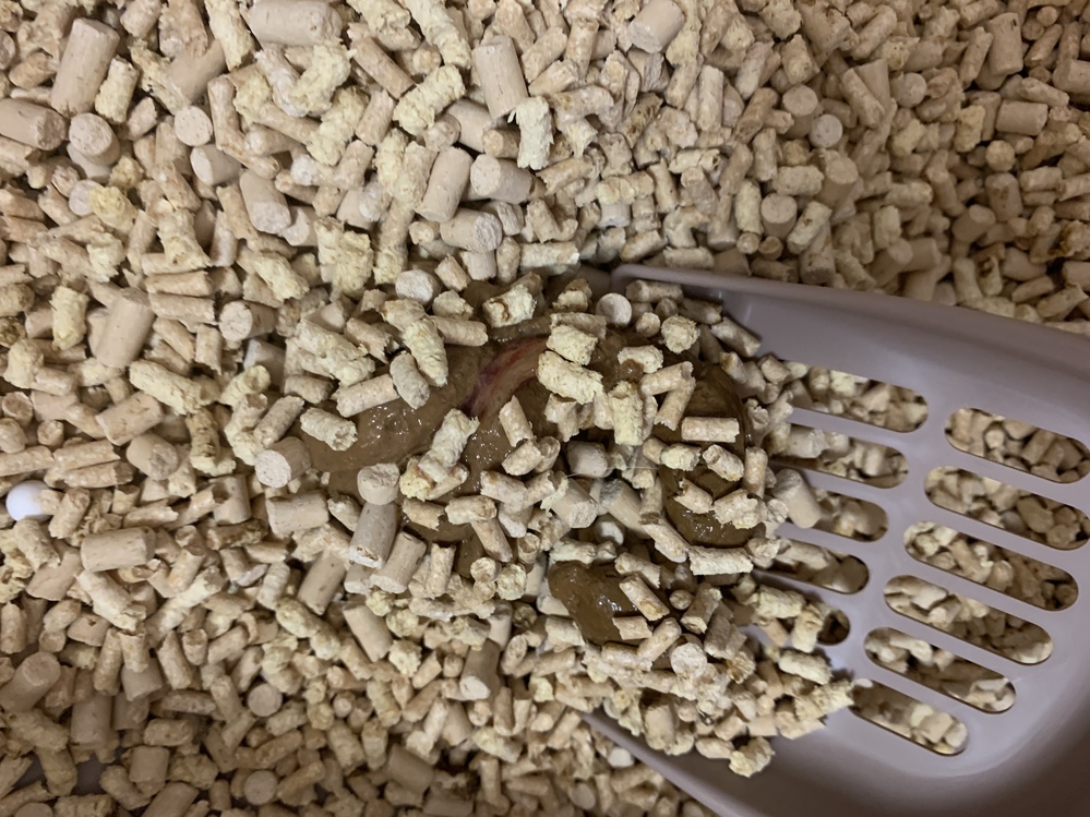 猫の便の写真あります。】９ヶ月の去勢済み♂猫です。 - 先程、猫が 