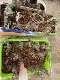 ラベンダーの挿木をしています 葉っぱが元気なくて色が変わっ Yahoo 知恵袋