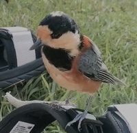 この鳥は何ですか 自然公園で座っていたら手に乗ったり数匹集まって近くに飛ん Yahoo 知恵袋