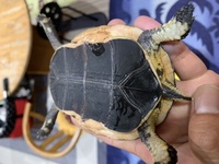 セマルハコガメの飼育についての質問です 飼育者の代理で質問 Yahoo 知恵袋