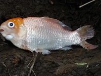 金魚 死因がわかる方 教えて下さい 金魚が先ほど死んでしまいました 昨日 Yahoo 知恵袋