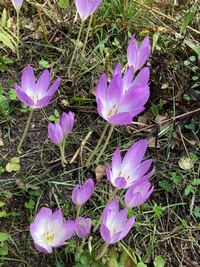 この花は何ていう花ですか イヌサフラン コルチカム といいます 球根 Yahoo 知恵袋