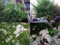 この花の名前を教えてください クレマチス ウィタルバ訂正センニンソウ Yahoo 知恵袋