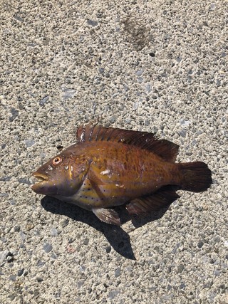 この魚は何でしょうか 城ヶ島でイソメで釣れました Yahoo 知恵袋