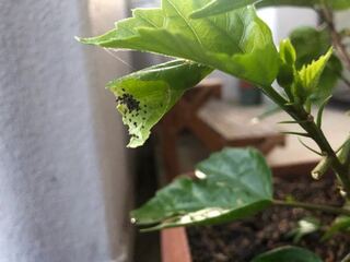 こんばんは 鉢植えのハイビスカスの葉に写真のように小さな黒色の粒のよ Yahoo 知恵袋