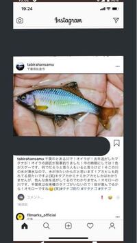 簡単にいうと 自宅で飼ってはいけない淡水魚はブラックバス ブルーギル タナゴ Yahoo 知恵袋