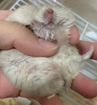 キンクマ ハムスター 生後約1ヶ月末 もうすぐ2ヶ月 体重測定 憧れのキンクマとパンダマウス 私と同居