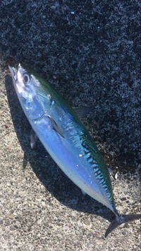 ソウダガツオのヒスタミンはすぐに焼き魚にしてしまうか 茹でてしまえば発生を抑 Yahoo 知恵袋