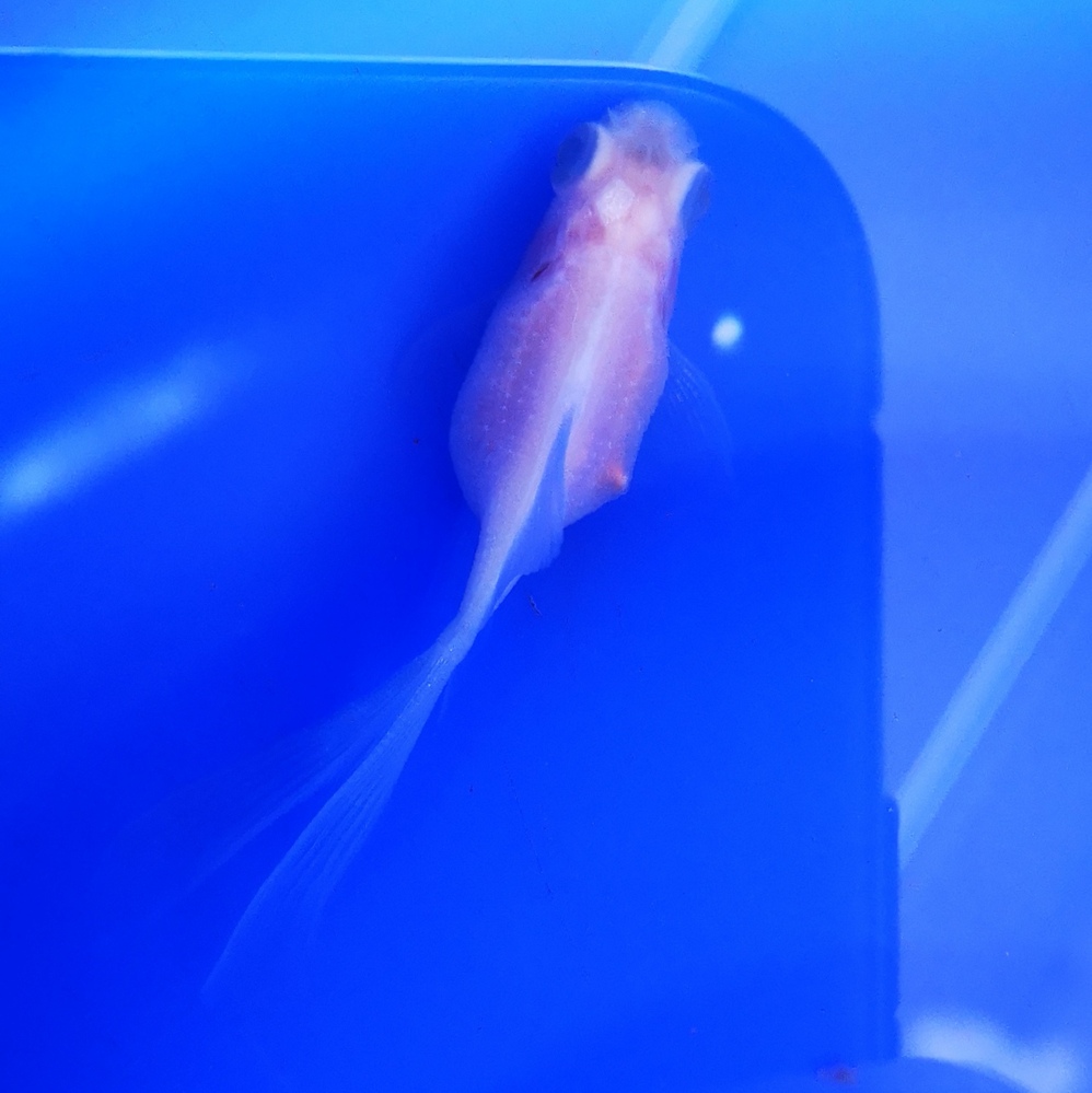 水の生物 解決済みの質問 Yahoo 知恵袋