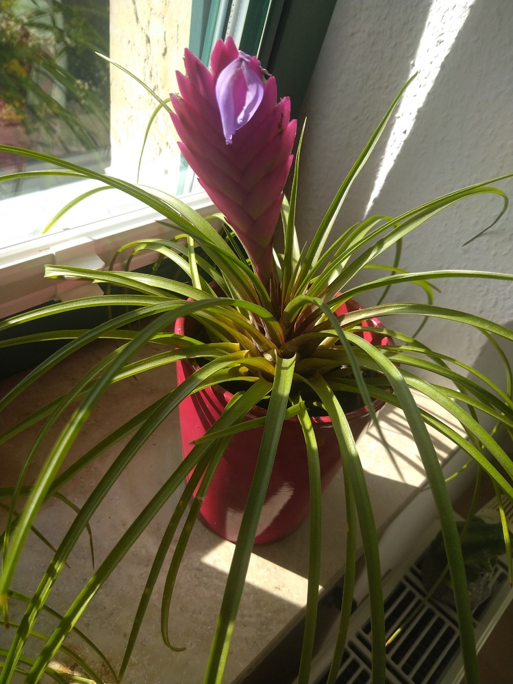 この植物の名前をご存知の方 教えてください ハナアナナス チランジア Yahoo 知恵袋