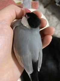 文鳥膨らむことが増えました 飼い始めて3年半です 最近日中膨らむ Yahoo 知恵袋