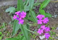 赤紫色の小さな花です 名前を教えて下さい バーベナ リギダです Yahoo 知恵袋