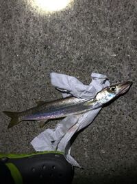 この魚はなんでしょう 場所は東京湾奥港湾部ショアでミノー食 Yahoo 知恵袋