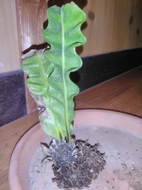 アスプレニウム エメラルドウェーブ について質問です 今日 お店でエ Yahoo 知恵袋