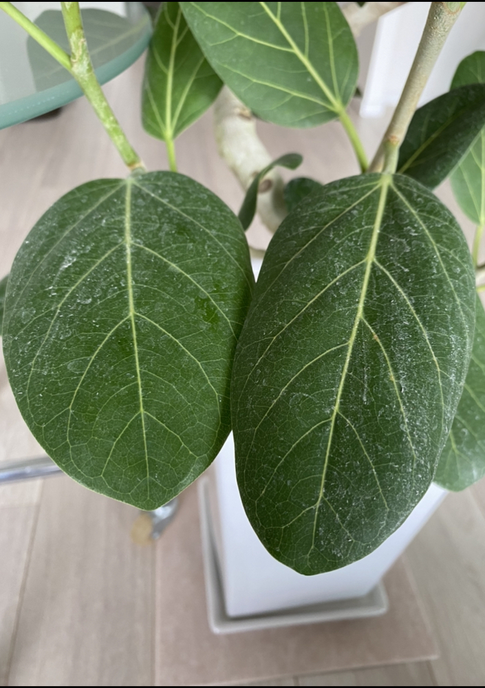 ベンガレンシスを購入したのですが、多くの葉がこのように白い粉