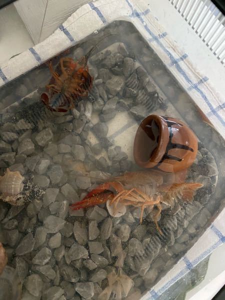 ザリガニの脱皮 昨日まで動いていたザリガニ 一匹で飼育 どう Yahoo 知恵袋