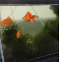 少し前にメダカ水槽にヤゴが出たのでそれの処理のために取り出した糸状コケやア Yahoo 知恵袋