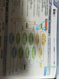 水色の矢印の部分なのですが どういう特徴から脊椎動物 原作動物と棘皮動物に Yahoo 知恵袋