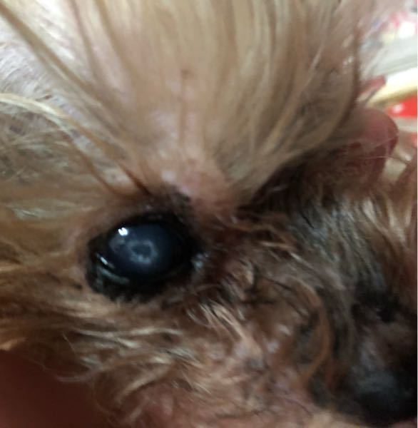 犬の目の病気について質問です ヨークシャテリアのメスで年齢は推定10 Yahoo 知恵袋