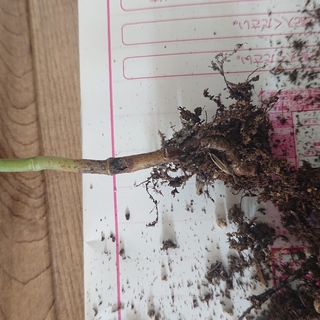 ２ヶ月ほど前に多肉植物を買ったのですが 最近になり葉が変色していたため根っ Yahoo 知恵袋