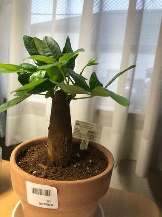 観葉植物に詳しい方お願いします お迎えしたばかりのパキラちゃ Yahoo 知恵袋