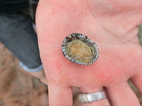鳥取の海岸にいたこの貝は何と言いますか 食べれますか 島根 Yahoo 知恵袋