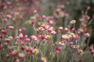 お花屋さんで見掛けた花です 名前を教えて下さい 宜しくお願いしま Yahoo 知恵袋