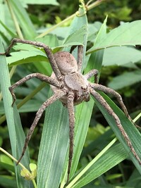 蜘蛛に詳しい方がおられましたら この蜘蛛の名前を教えてください 埼玉県上尾 Yahoo 知恵袋