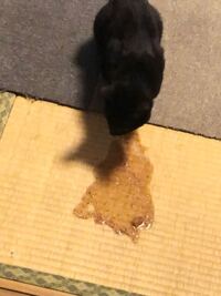 猫が胃液らしき白い泡を吐いてしまいました おとついの夜遅くに 猫 Yahoo 知恵袋