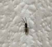 本日10 12の夕方頃 急に7匹ほどの羽つきアリと思われる虫がマンション6 Yahoo 知恵袋