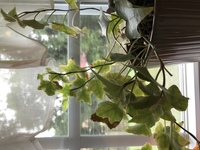 アイビーの色が薄くなって困っています 植え替えた方がいいです Yahoo 知恵袋