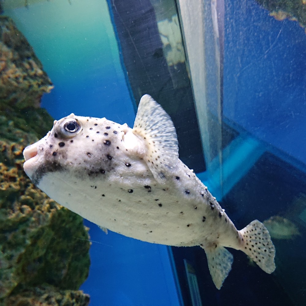 水の生物 解決済みの質問 Yahoo 知恵袋