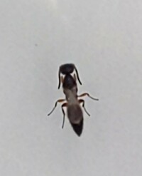 この虫の名前を教えてください 蟻に似てるような似てないような 体長3ミリく Yahoo 知恵袋