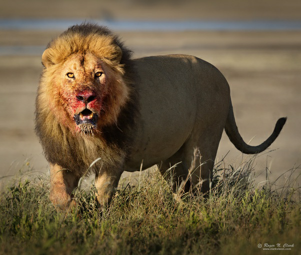 最大級個体同士のライオンとトラが戦ったらどちらが勝利しますか Yahoo 知恵袋