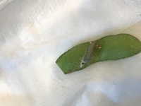 枝豆についていたこの芋虫は何の幼虫でしょうか 蛾の幼虫です Yahoo 知恵袋