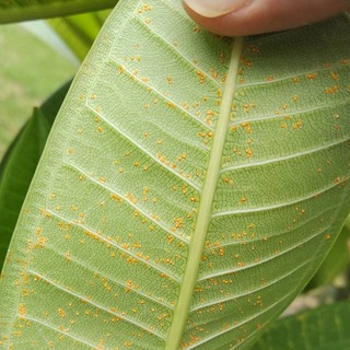 植物の病気 害虫に詳しい方 ご教授下さいませ プルメリアの葉の裏についてる Yahoo 知恵袋