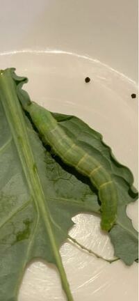 これはモンシロチョウの幼虫ですか？ 蛾の幼虫ですか？