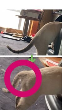 飼い犬のしっぽの根本に肉がたまって腫れたようになってます 病気 Yahoo 知恵袋