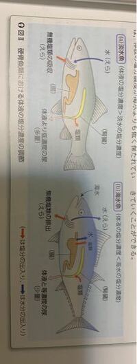 なぜ淡水魚は水を排出したいのにえらから水を取り込み 海水魚 Yahoo 知恵袋