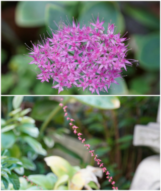 この２種類の花の名前はなんですか 上の紫の花と下は白い花ですけど Yahoo 知恵袋