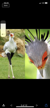この綺麗な鳥の名前を教えてください Yahoo 知恵袋